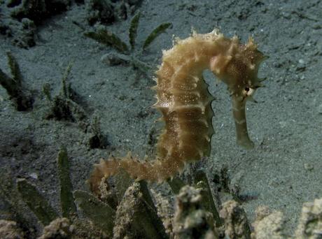 Thorny Seahorse seen while diving Egypt