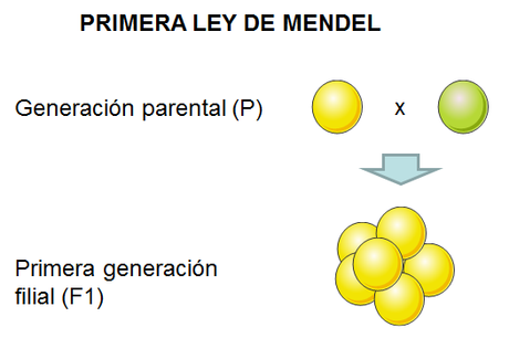 Mendel y la herencia genética