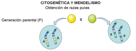 Mendel y la herencia genética