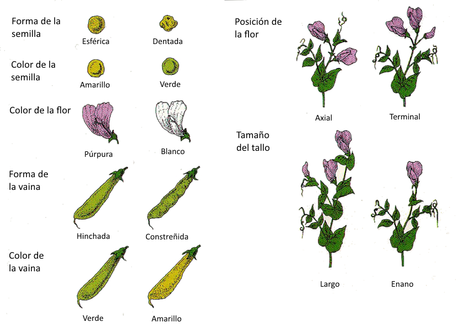 Mendel y la herencia genética