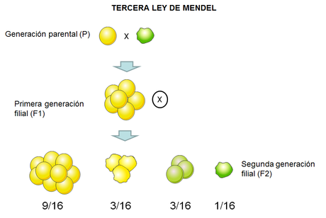 Mendel y la herencia genética