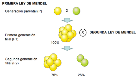 Mendel y la herencia genética