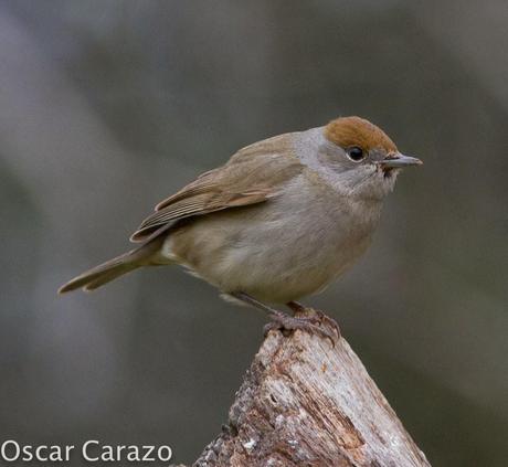 NERUDA LOS PAJAROS Y LA LLUVIA