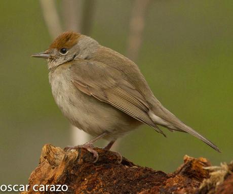 NERUDA LOS PAJAROS Y LA LLUVIA