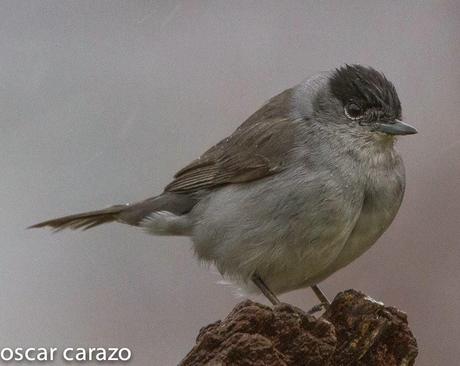 NERUDA LOS PAJAROS Y LA LLUVIA