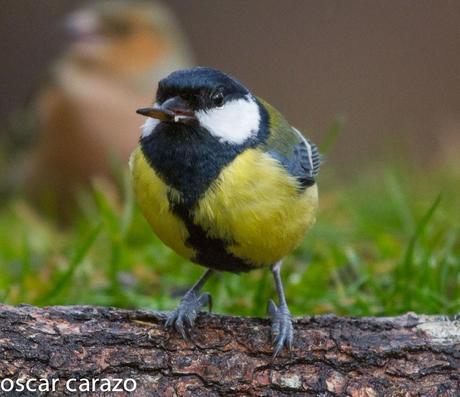 NERUDA LOS PAJAROS Y LA LLUVIA