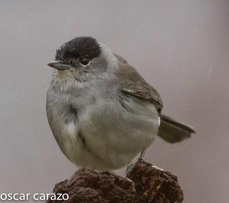 NERUDA LOS PAJAROS Y LA LLUVIA