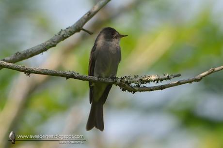 Burlisto chico (Tropical Pewee) Contopus cinereus