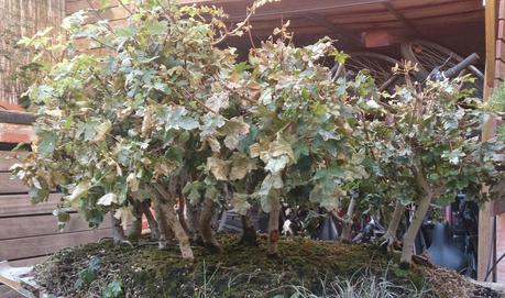 Diorama con Acers Campestres  : 6 preparando el bosque