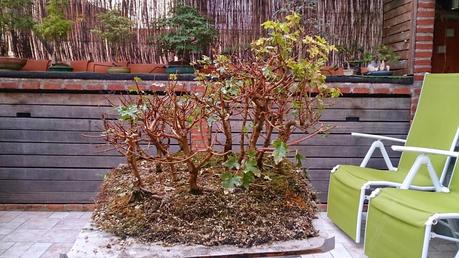 Diorama con Acers Campestres  : 6 preparando el bosque