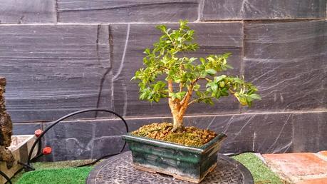 Un Buxus superviviente Un Buxus superviviente