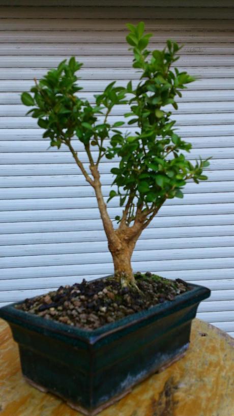 Un Buxus superviviente