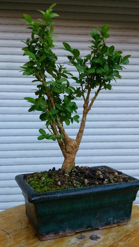Un Buxus superviviente Un Buxus superviviente