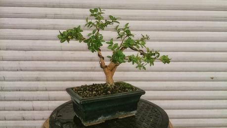 Un Buxus superviviente Un Buxus superviviente