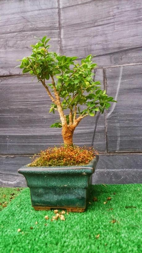Un Buxus superviviente Un Buxus superviviente