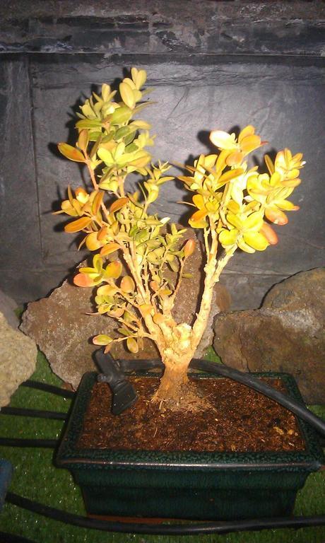 Un Buxus superviviente Un Buxus superviviente