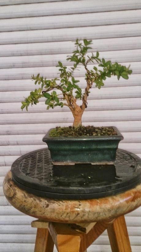 Un Buxus superviviente