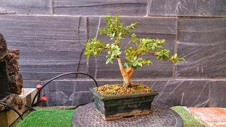 Un Buxus superviviente Un Buxus superviviente
