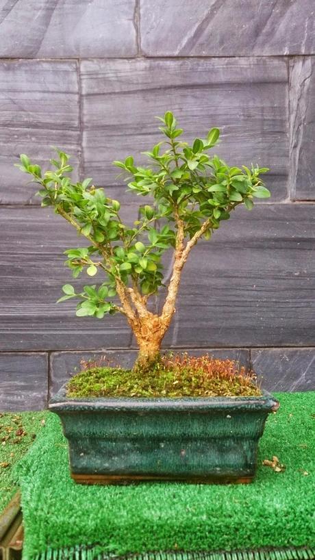 Un Buxus superviviente Un Buxus superviviente