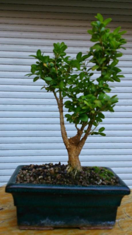 Un Buxus superviviente Un Buxus superviviente