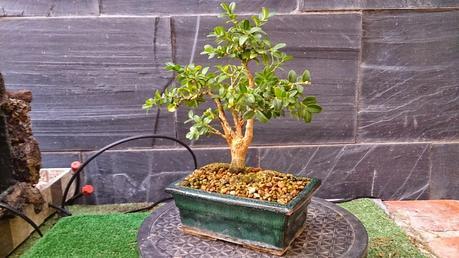 Un Buxus superviviente Un Buxus superviviente