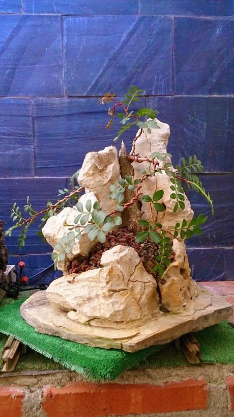 Lentisco en roca. Lentisco en roca.