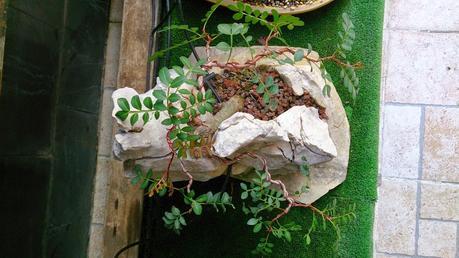 Lentisco en roca. Lentisco en roca.