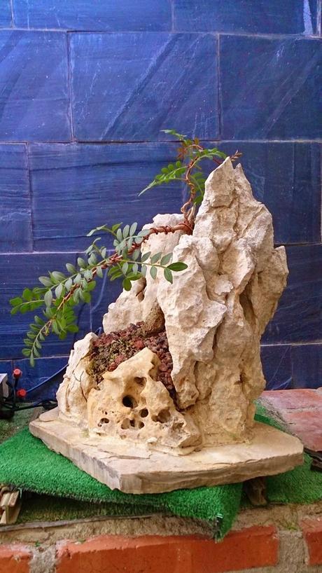 Lentisco en roca. Lentisco en roca.