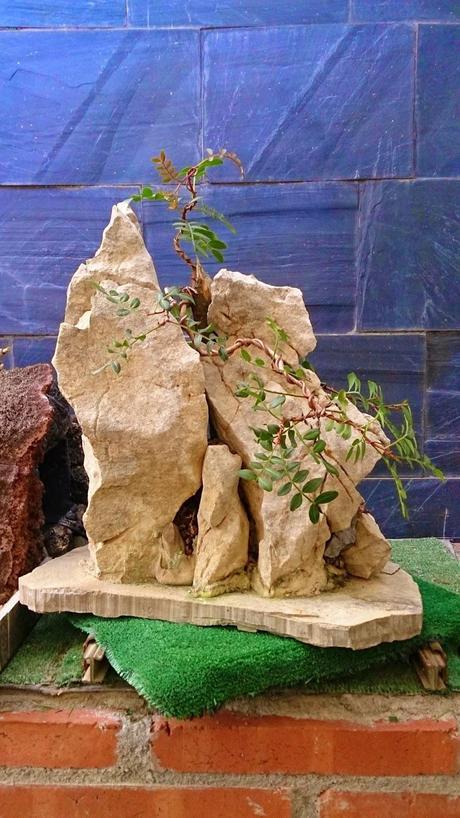 Lentisco en roca. Lentisco en roca.