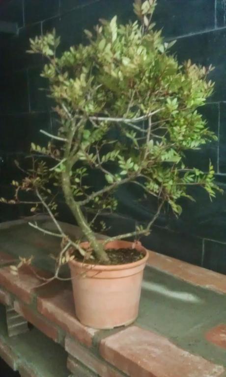 Lentisco en roca. Lentisco en roca.