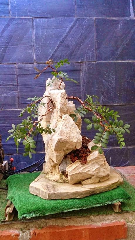 Lentisco en roca. Lentisco en roca.