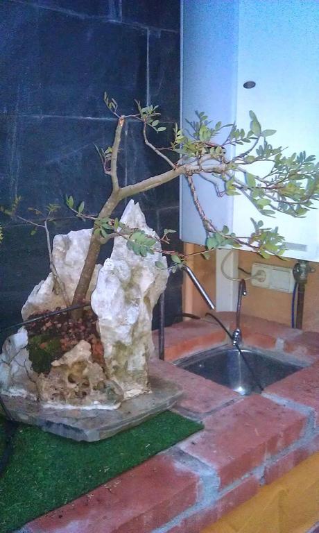 Lentisco en roca. Lentisco en roca.