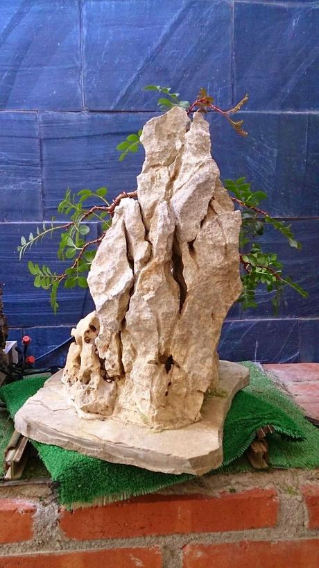 Lentisco en roca. Lentisco en roca.