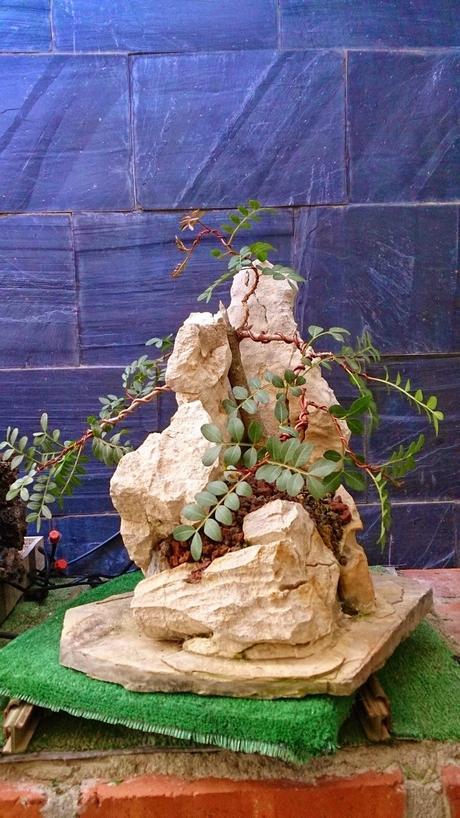 Lentisco en roca. Lentisco en roca.