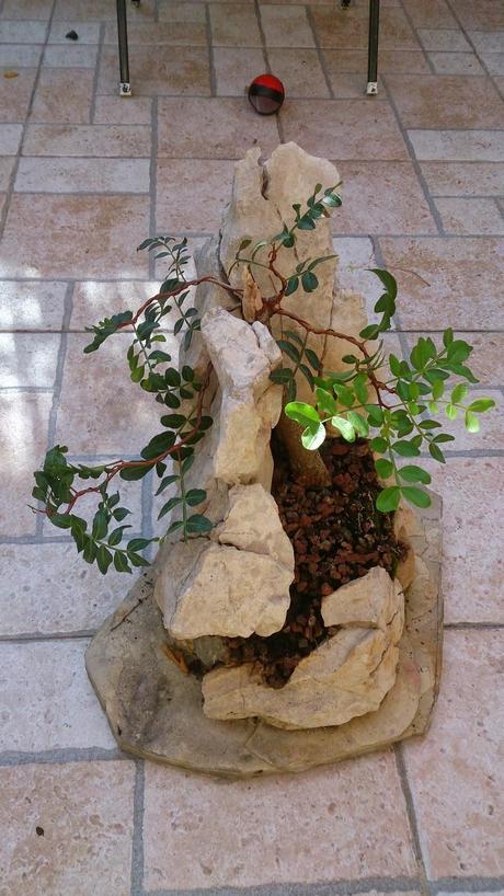 Lentisco en roca. Lentisco en roca.