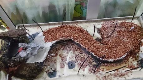 Diorama con Acers Campestres : 5- terminando la construccion . Diorama con Acers Campestres : 5- terminando la construccion .