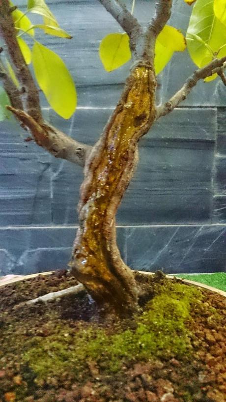 Trabajos de mantenimiento : toca jins y shares . Trabajos de mantenimiento : toca jins y shares .