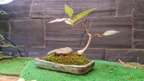 Los pequeños olvidados Los pequeños olvidados