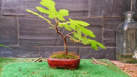 Los pequeños olvidados Los pequeños olvidados