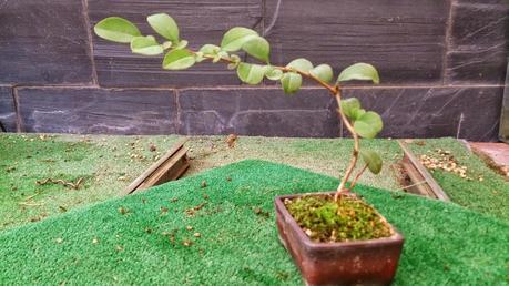 Los pequeños olvidados Los pequeños olvidados