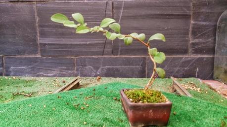 Los pequeños olvidados Los pequeños olvidados