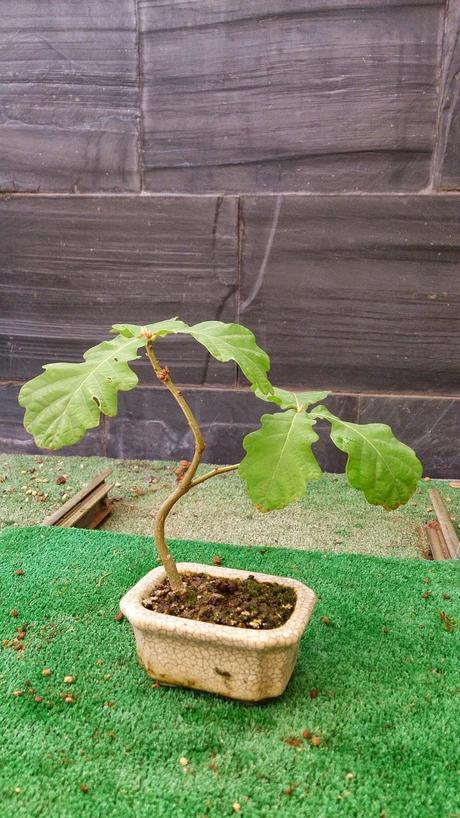 Los pequeños olvidados Los pequeños olvidados