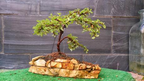 Los pequeños olvidados Los pequeños olvidados