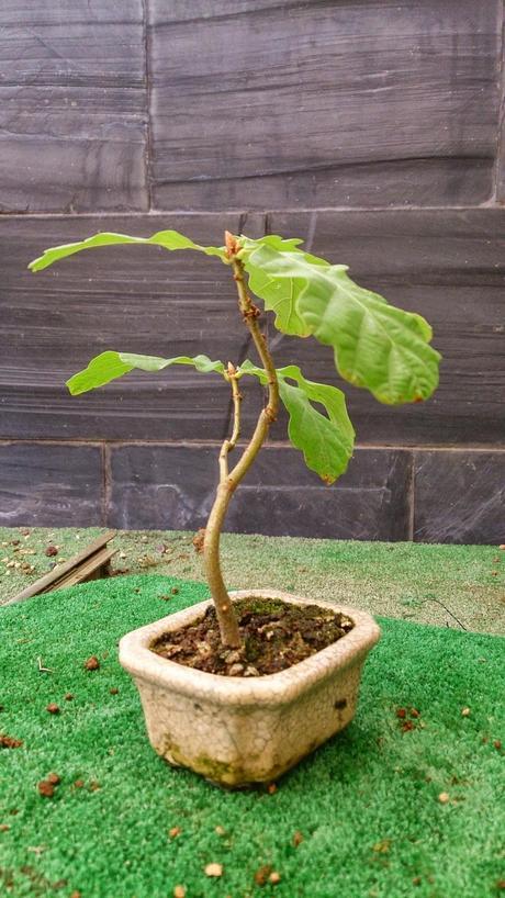 Los pequeños olvidados Los pequeños olvidados