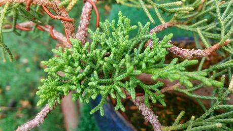 Repaso de verano a los bonsais 3 : Las coniferas y alguno mas.