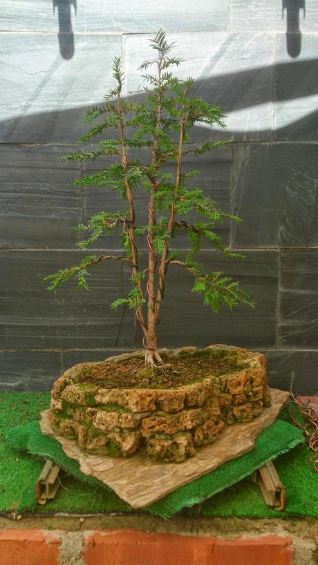 Repaso de verano a los bonsais 3 : Las coniferas y alguno mas.