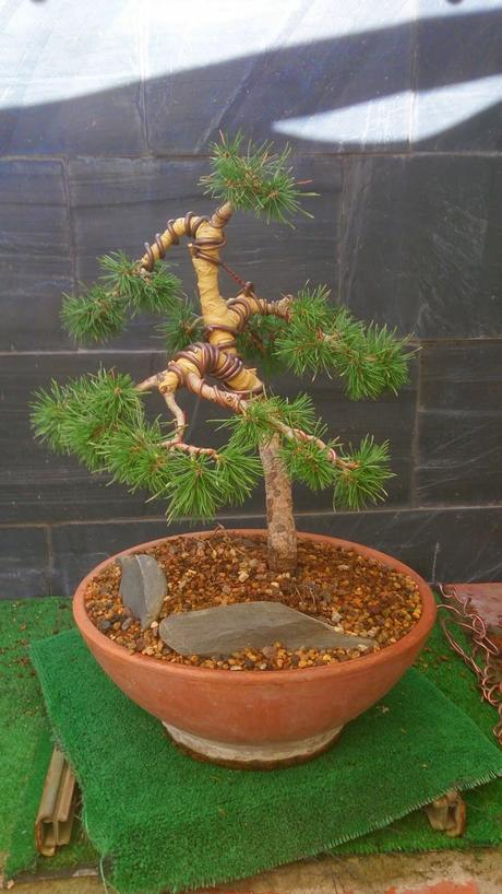 Repaso de verano a los bonsais 3 : Las coniferas y alguno mas.