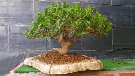 Repaso de verano a los bonsais Repaso de verano a los bonsais