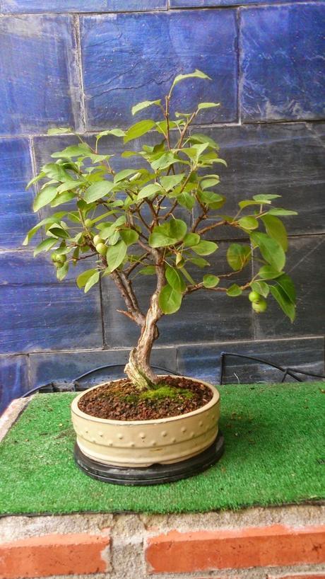 Repaso de verano a los bonsais Repaso de verano a los bonsais