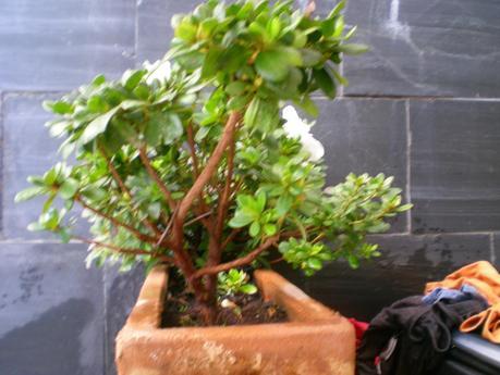 El ser o no ser de una Azalea El ser o no ser de una Azalea